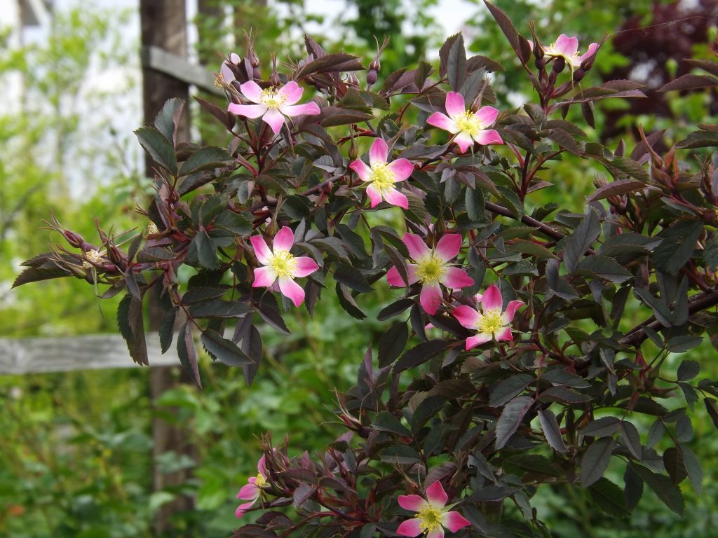 ロサ グラウカ　ルブリフォリア　glauca　Rosa rubrifolia ヨシノスズバラ