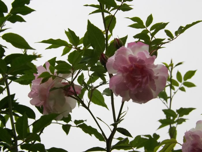 ロサ オドラータ　Rosa Odorata　白長春　Rosa chinensis alba　キネンシス アルバ