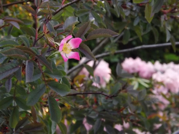 ロサ グラウカ　ルブリフォリア　glauca　Rosa rubrifolia ヨシノスズバラ