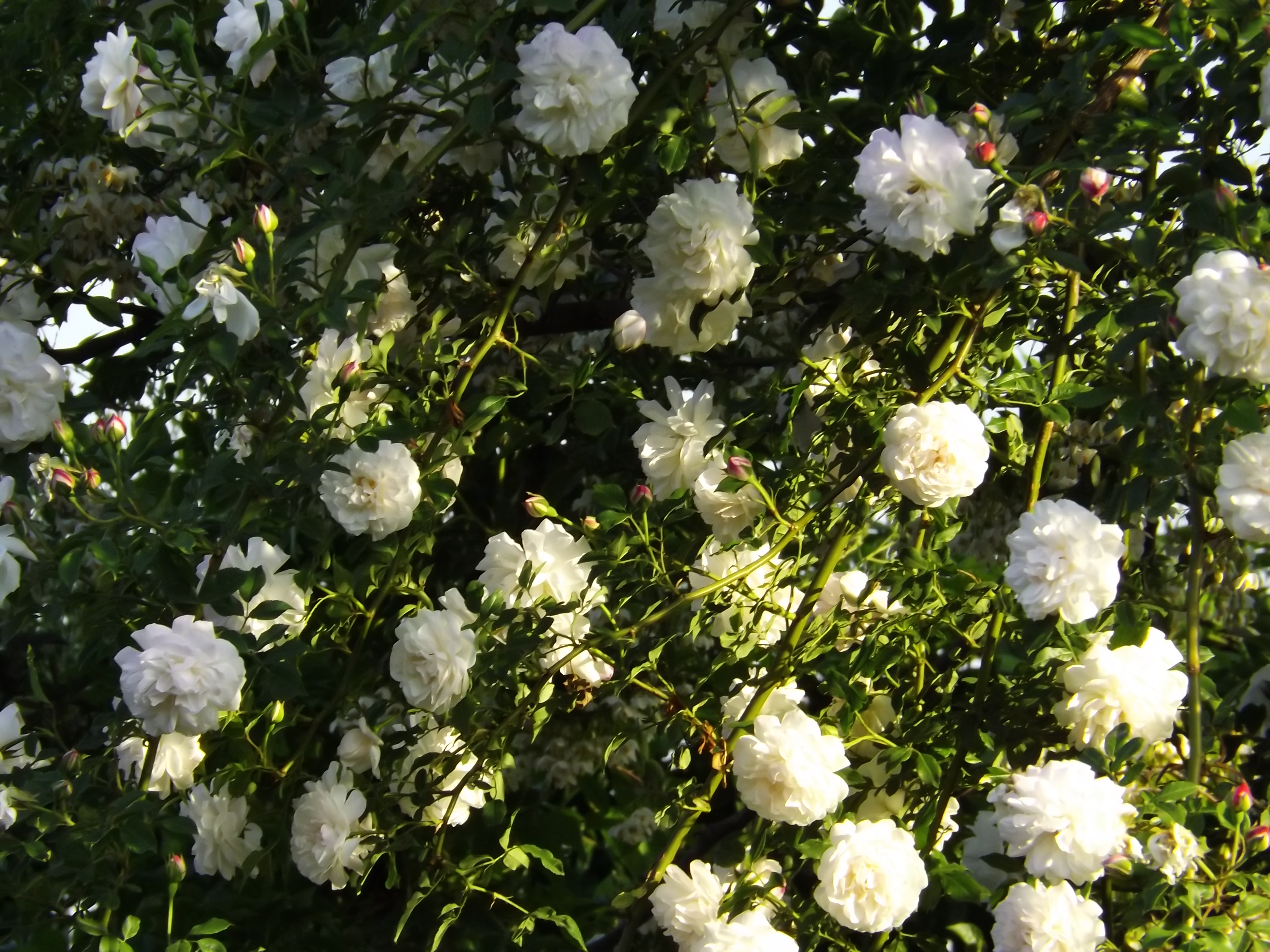 ロサ オドラータ　Rosa Odorata　白長春　Rosa chinensis alba　キネンシス アルバ