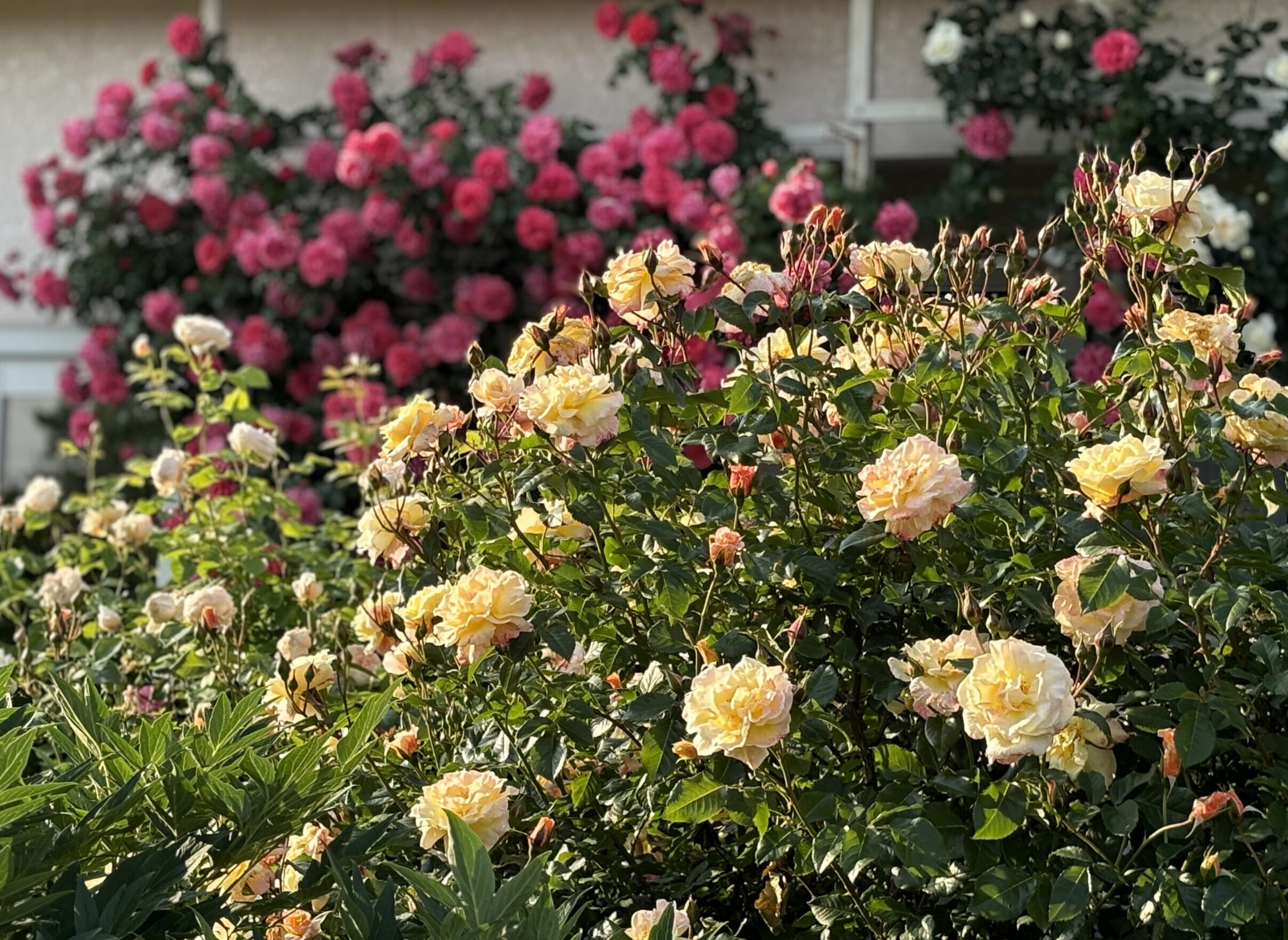 ムーンライト ｜ あとりえティストウのブログ