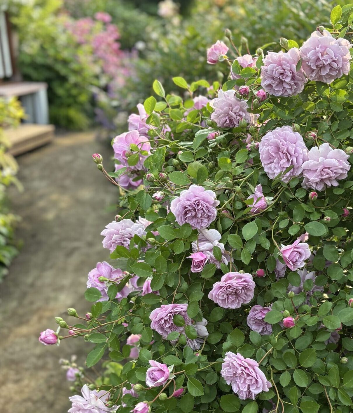 レイニーブルー ｜ あとりえティストウのブログ