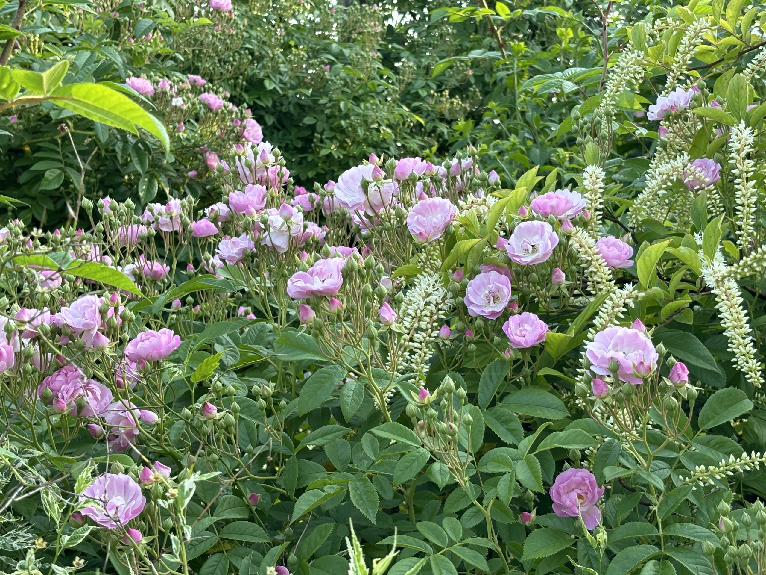 ブラッシュ ランブラー ｜ あとりえティストウのブログ