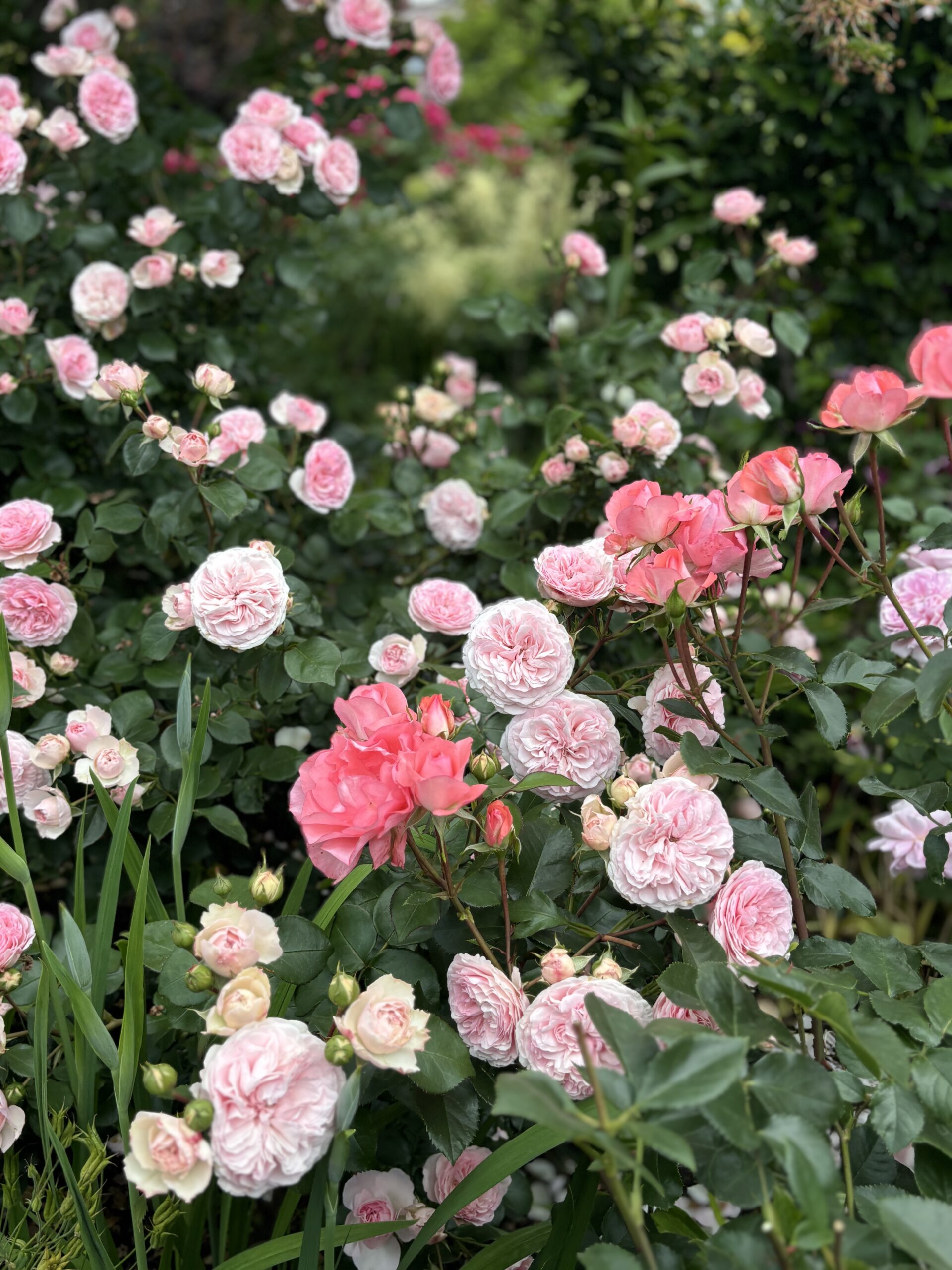 マリア テレジア ｜ あとりえティストウのブログ