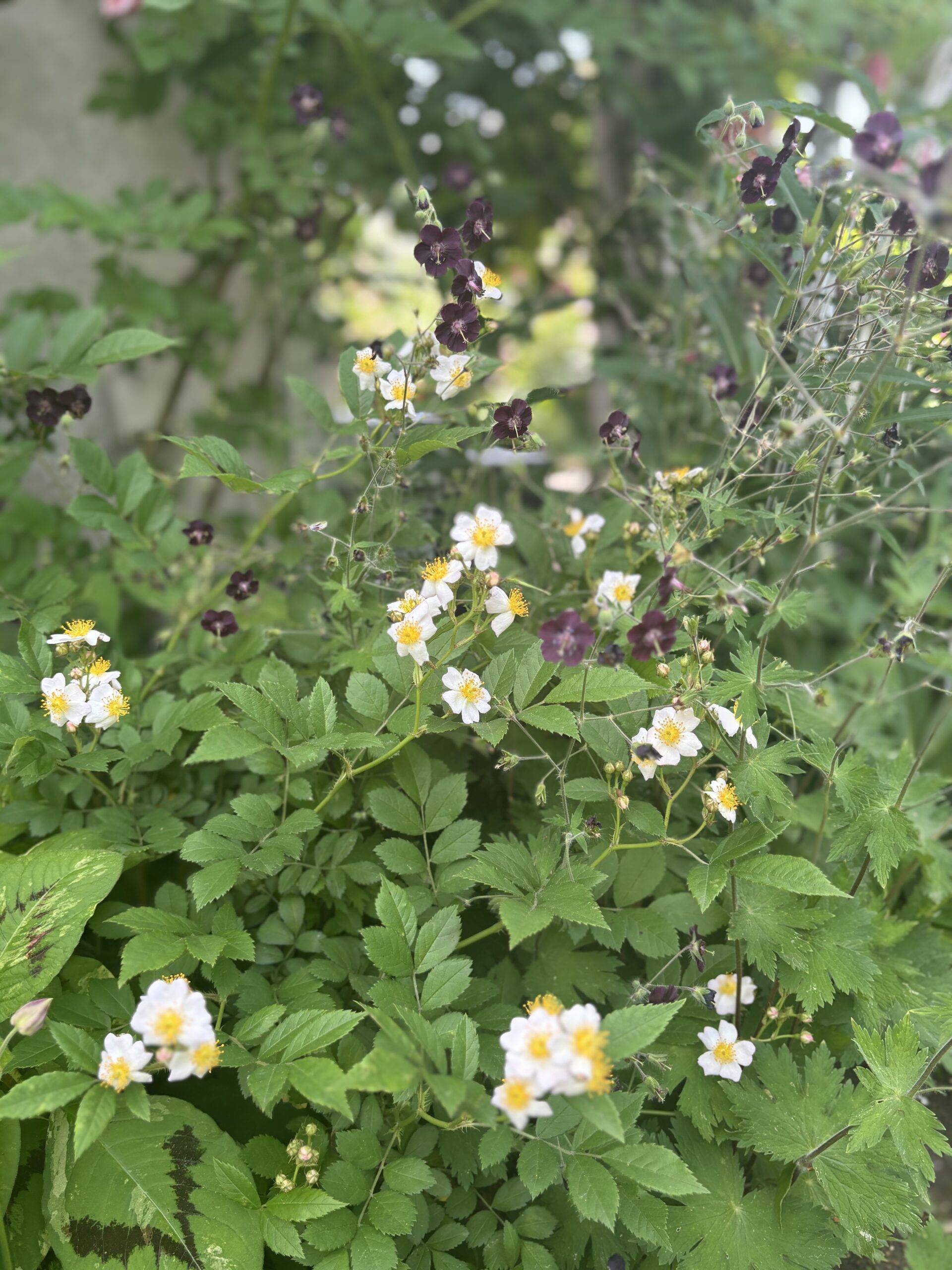 ノイバラ／ラクサ ｜ あとりえティストウのブログ