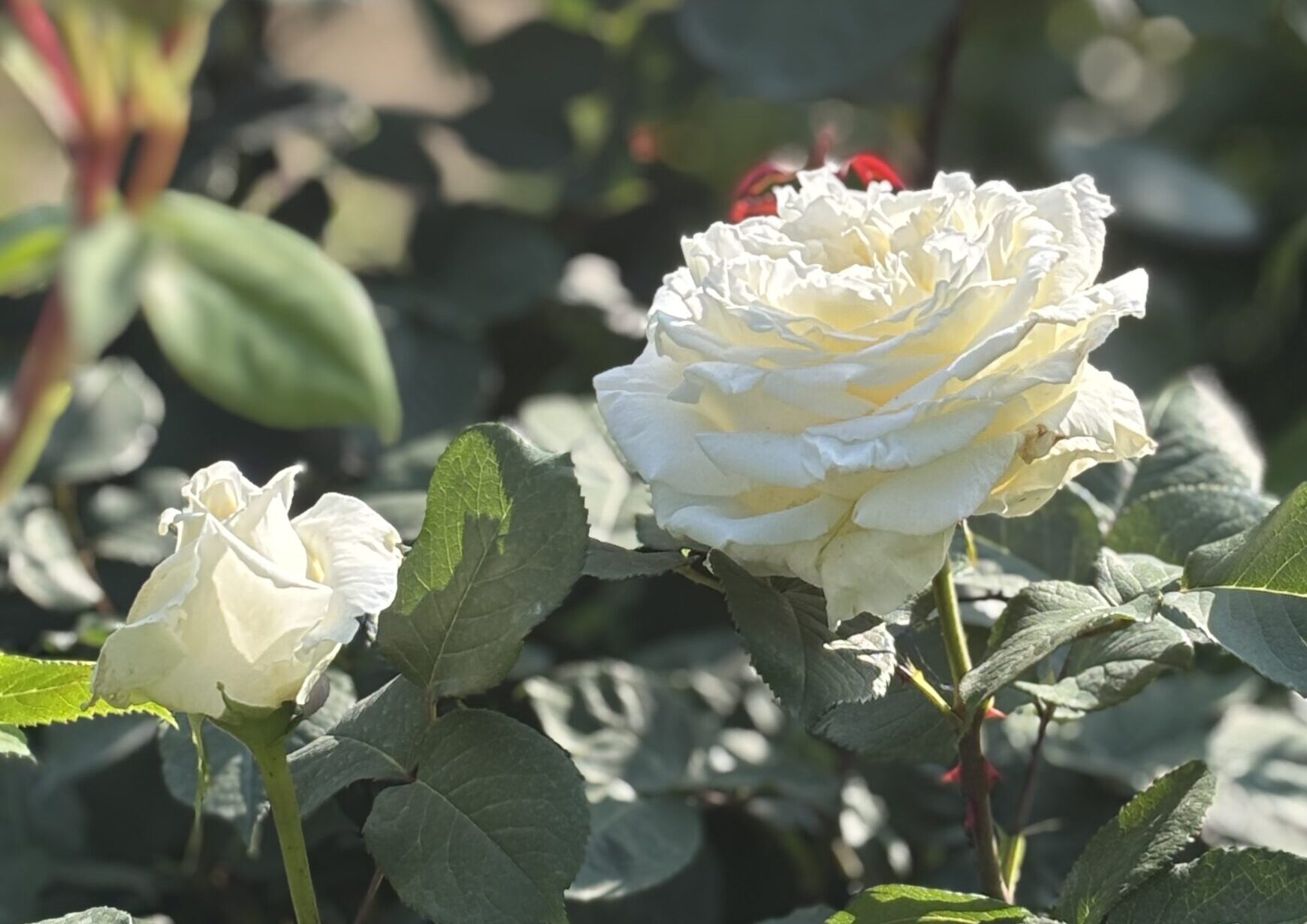 ロイヤル プリンセス ｜ あとりえティストウのブログ